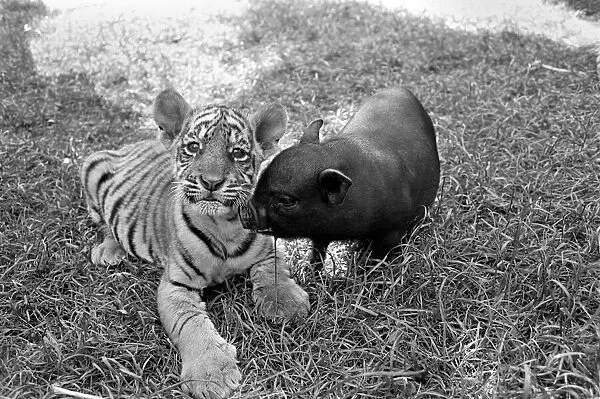 Tiger cub and Vietnamese pig at Zoo. 77-04303-006