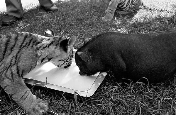 Tiger cub and Vietnamese pig at Zoo. 77-04303-009