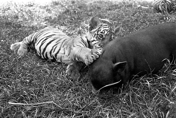 Tiger cub and Vietnamese pig at Zoo. 77-04303