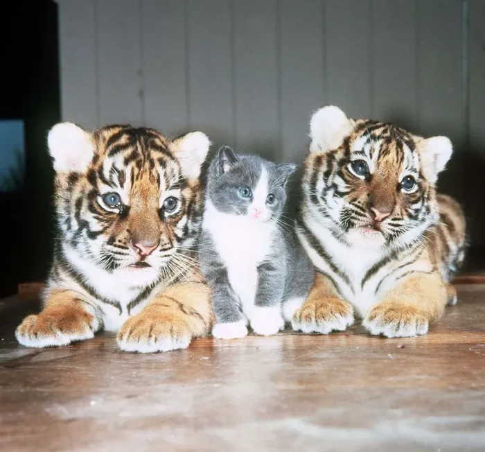 Framed Print : Tiger Cubs and a Kitten - May 1985 owned by Raymond Graham Jones of Southam Tiger Framed Print : Tiger Cubs and a Kitten - May 1985 owned by Raymond Graham Jones of Southam Tiger