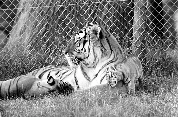 Tiger cubs at Longleat. 3 Sibirian tiger cubs plus loving male and female tigers