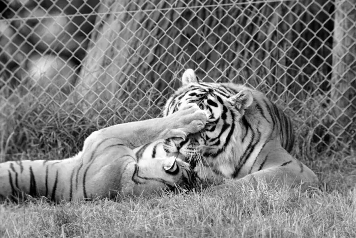 Framed Print : Tiger cubs at Longleat. 3 Sibirian tiger cubs plus loving male and female tigers