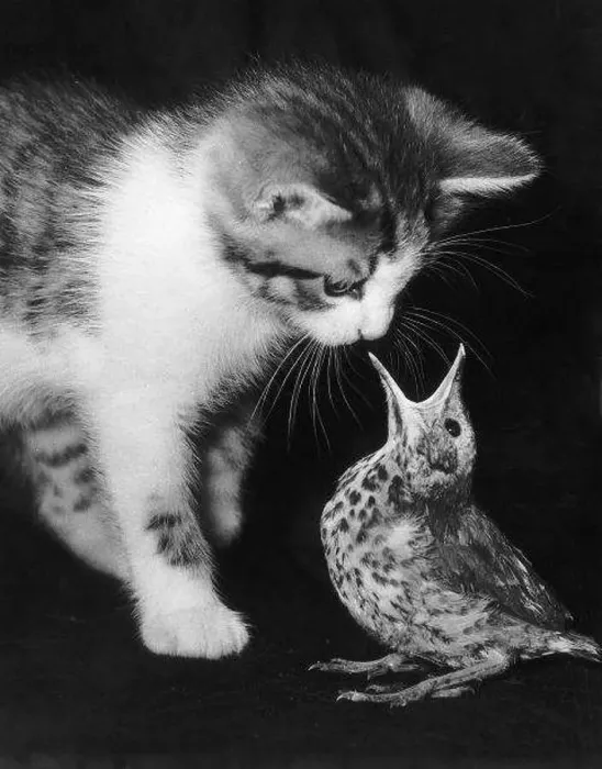 : Tiger the kitten with his new found friend at the Tilehurst Animal Sanctuary in Reading : Tiger the kitten with his new found friend at the Tilehurst Animal Sanctuary in Reading