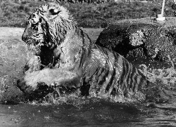 Tiger at Maxwell Park Zoo in water 1980