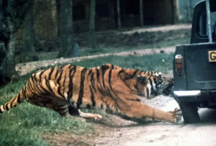 Framed Print : Tiger ripping a truck tyre off at Longleat Safari Park, Wiltshire Framed Print : Tiger ripping a truck tyre off at Longleat Safari Park, Wiltshire