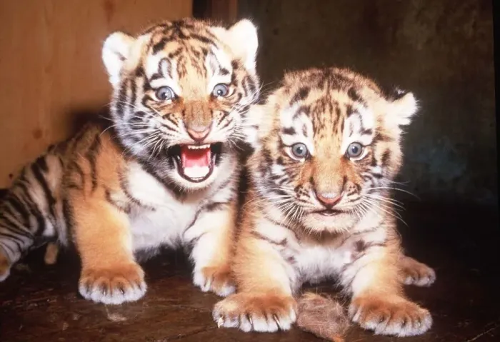 Framed Print : Tiger Tiger. Young Cubs at Marwell Zoo. June 1985