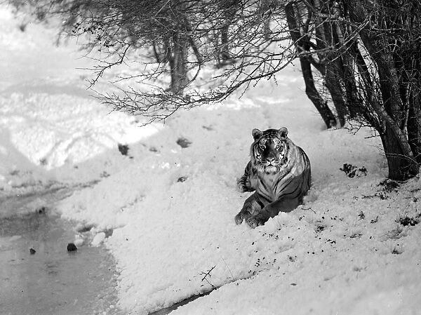 Tiger at Whipsade zoo inspect their enclosure following a snow shower