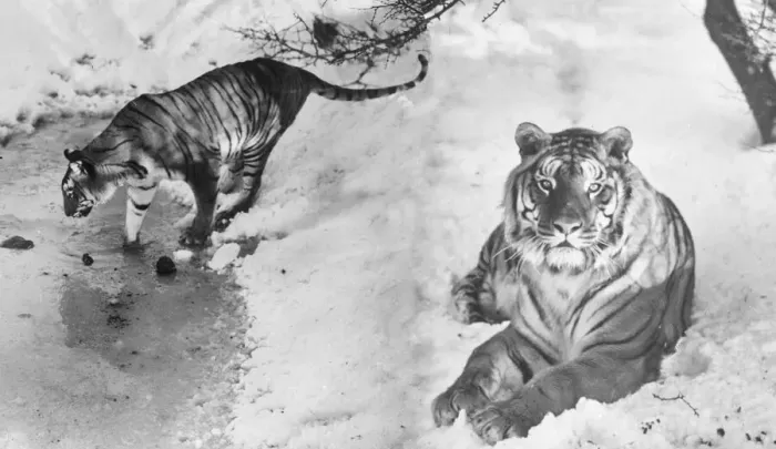 Framed Print : Tiger at Whipsade zoo inspect their enclosure following a snow shower Framed Print : Tiger at Whipsade zoo inspect their enclosure following a snow shower