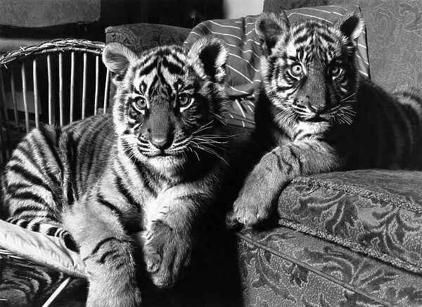 Tigers Thana and Pindi abandoned by their mother. April 1988