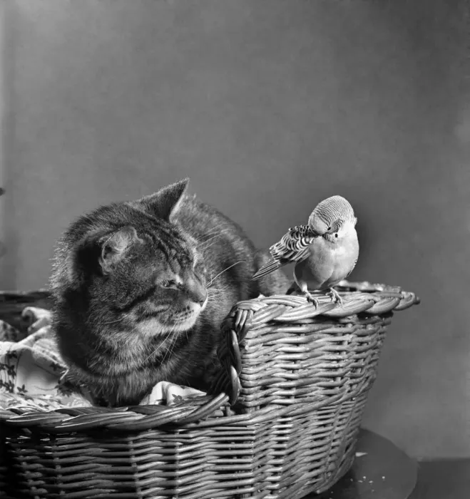Framed Print : Tiger'the cat & Jack'the budgerigar. April 1952 C1696-001 Framed Print : Tiger'the cat & Jack'the budgerigar. April 1952 C1696-001