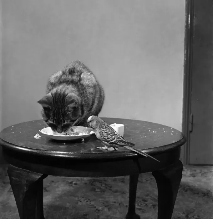 Framed Print : Tiger'the cat & Jack'the budgerigar. April 1952 C1696