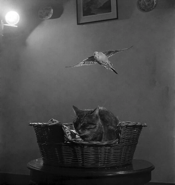 'Tiger'the cat & 'Jack'the budgerigar. April 1952 C1696-002