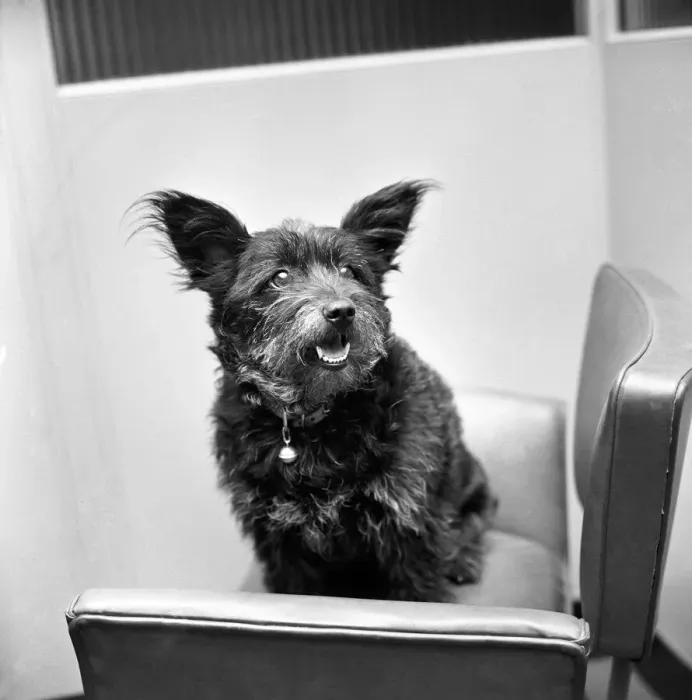 Framed Print : Tiger'the dog photographed in the Daily Mirror waiting room Framed Print : Tiger'the dog photographed in the Daily Mirror waiting room