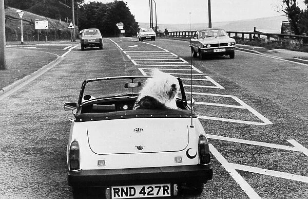 Tilly the Old English Sheepdog behind wheel of car 1980