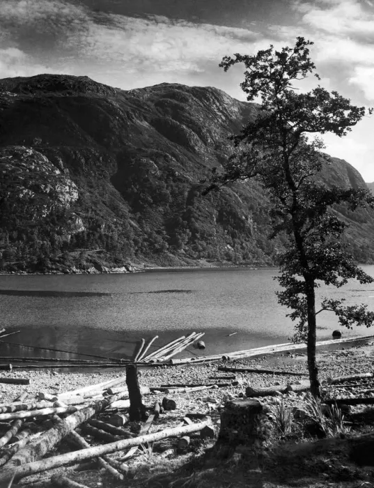 Framed Print : Timber felled by the shores of Loch Shiel, Highland, Scotland. 1st September 1945 Framed Print : Timber felled by the shores of Loch Shiel, Highland, Scotland. 1st September 1945