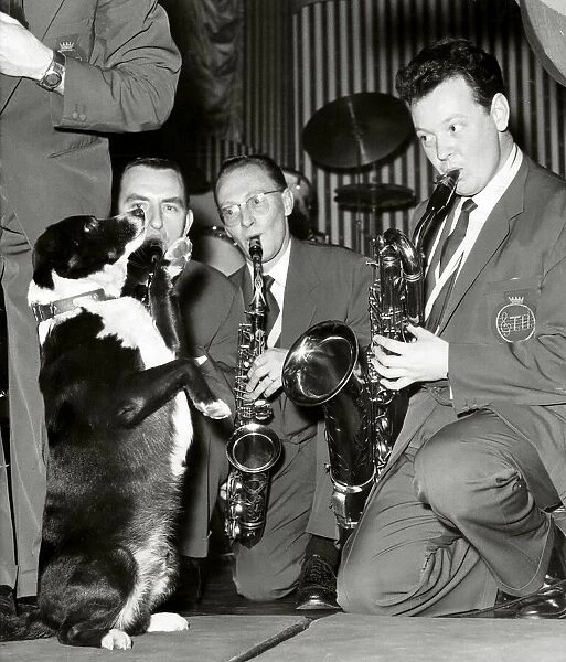 Timothy a four year old mongrel dog is the mascot of The Ted Heath Band