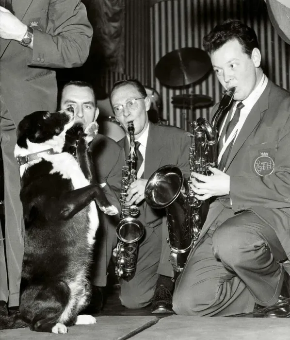 Framed Print : Timothy a four year old mongrel dog is the mascot of The Ted Heath Band Framed Print : Timothy a four year old mongrel dog is the mascot of The Ted Heath Band