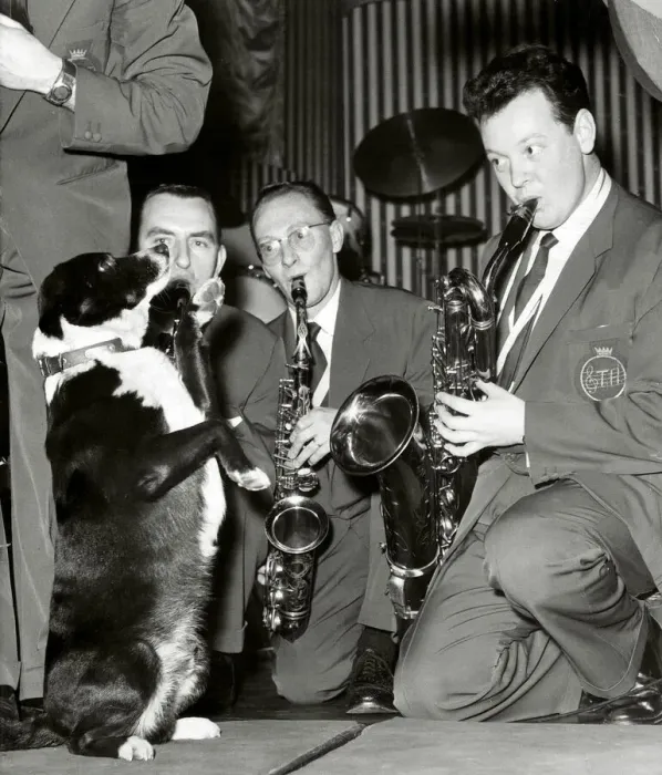 Framed Print : Timothy a four year old mongrel dog is the mascot of The Ted Heath Band Framed Print : Timothy a four year old mongrel dog is the mascot of The Ted Heath Band