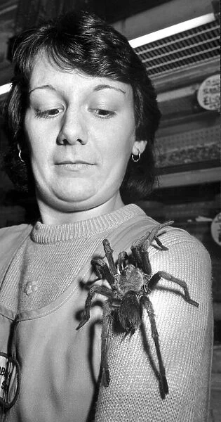 Tina Edwards watches a Haitian tarantula approach her face. 12th January 1988