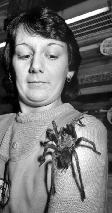 Framed Print : Tina Edwards watches a Haitian tarantula approach her face. 12th January 1988 Framed Print : Tina Edwards watches a Haitian tarantula approach her face. 12th January 1988