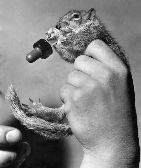 Framed Print : Tinker the grey squirrel seen here taking a drink from a eye drop dispenser Framed Print : Tinker the grey squirrel seen here taking a drink from a eye drop dispenser