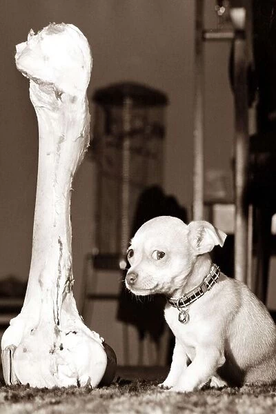 Tiny dog sitting next to a huge bone looking frightened or intimidated