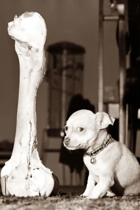 Framed Print : Tiny dog sitting next to a huge bone looking frightened or intimidated Framed Print : Tiny dog sitting next to a huge bone looking frightened or intimidated