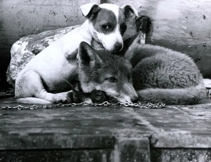 Framed Print : Tiny the Jack Russel Terrier puppy has become inseprable with a fox called Simon in Framed Print : Tiny the Jack Russel Terrier puppy has become inseprable with a fox called Simon in