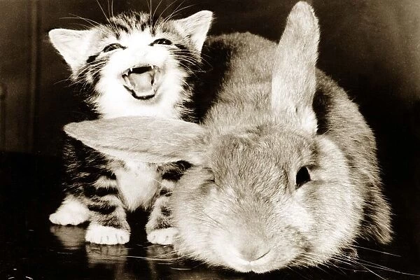 A tiny kitten and a large rabbit circa 1975