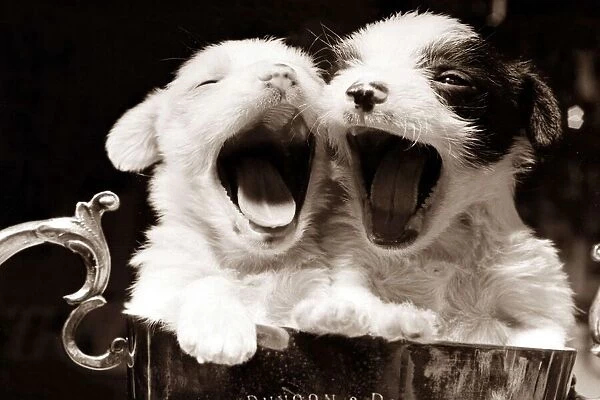 Two very tired puppies yawning with their mouths wide open