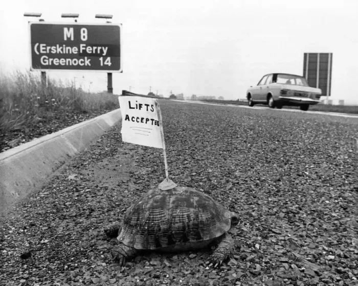 Framed Print : A tired tortoise shows the Flag: The motorway sign indicating that the Erekine Ferry