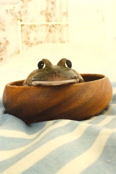 A toad in the bowl