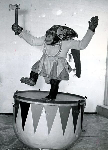 Toby the Chimp from Amsterdam, Holland at Belle Vue Circus, does war dances on a big drum