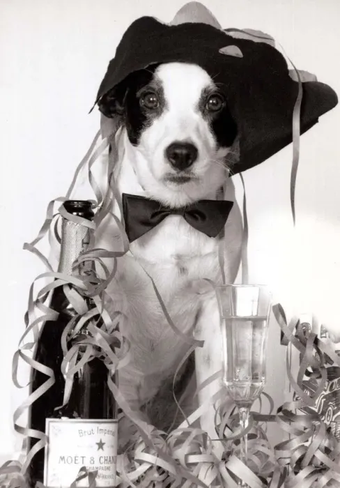 Framed Print : Toby the terrier wearing a party hat and next to a bottle of champagne after his owner Framed Print : Toby the terrier wearing a party hat and next to a bottle of champagne after his owner