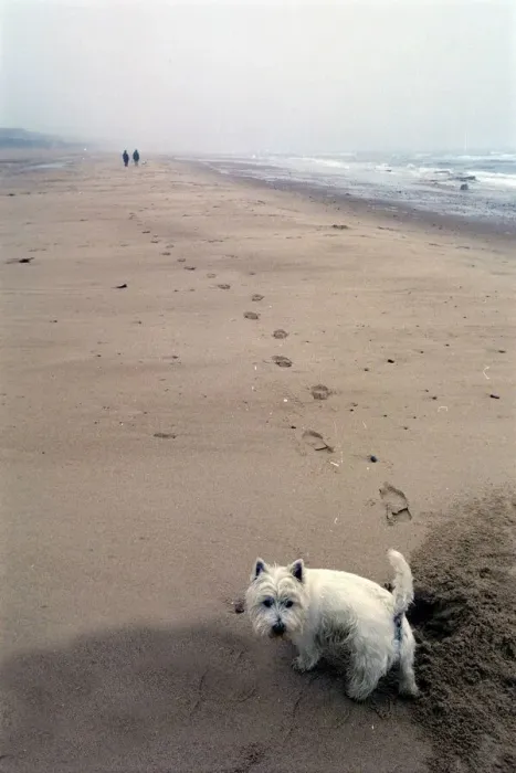 Framed Print : Toby the West Highland Terrier on the beach at Whitley Bay Framed Print : Toby the West Highland Terrier on the beach at Whitley Bay