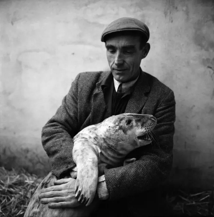 Framed Print : Todays pictures of Ken Jones of St. Agnes, Cornwall with seals he has recently