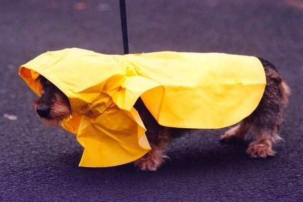 Toffy the miniture Dachshund modeling her new raincoat