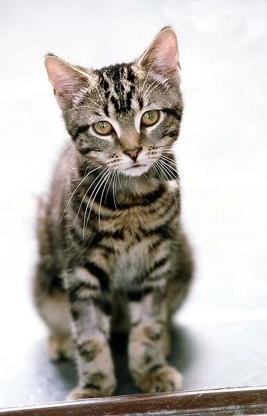 Tommy a Tabby Cat September 1999 A kitten which survived for 40 minutes in a