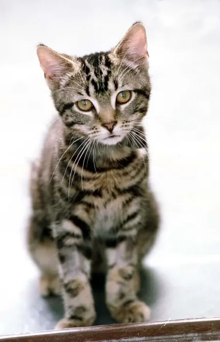 Framed Print : Tommy a Tabby Cat September 1999 A kitten which survived for 40 minutes in a Framed Print : Tommy a Tabby Cat September 1999 A kitten which survived for 40 minutes in a