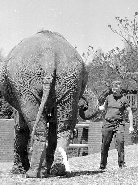 Tony Hennesy, one of the London Zoo Elephant House keepers