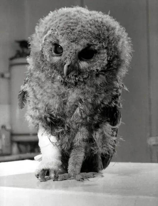 Framed Print : Toots the Owl with an injured leg - April 1969 Waiting for the verdict Framed Print : Toots the Owl with an injured leg - April 1969 Waiting for the verdict