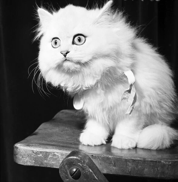 Topcat, a fluffy white cat at a Cat Show. September 1952 C4618