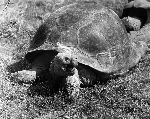 A Tortoise. Circa 1969 P004224