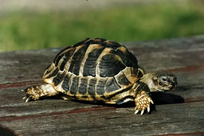 Framed Print : Tortoise circa 1995 Framed Print : Tortoise circa 1995