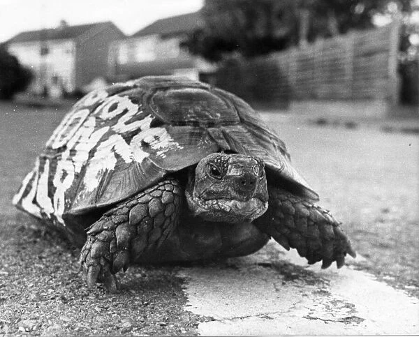 Tortoise with a message on his back. 28th August 1979