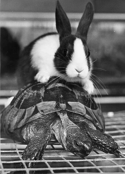 A tortoise and rabbit