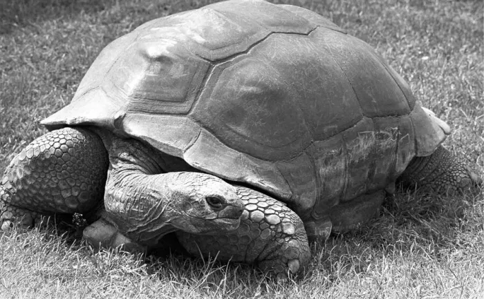 Framed Print : A Tortoise at Twycross Zoo, Warwickshire. 14th June 1984 Framed Print : A Tortoise at Twycross Zoo, Warwickshire. 14th June 1984