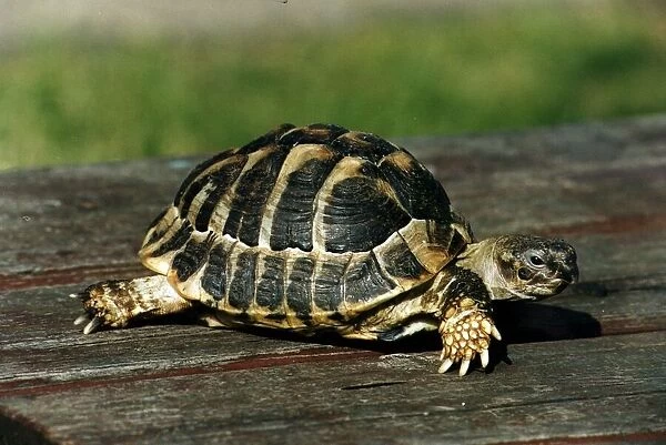 A Tortoise walking on wood Circa 1980