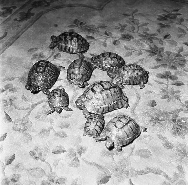 Tortoises, 16th September 1960