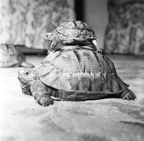 Tortoises, 16th September 1960
